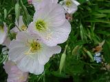 Evening primrose (Oenothera rosea)